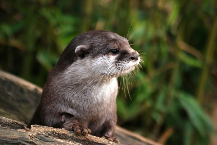 otter bilder süß