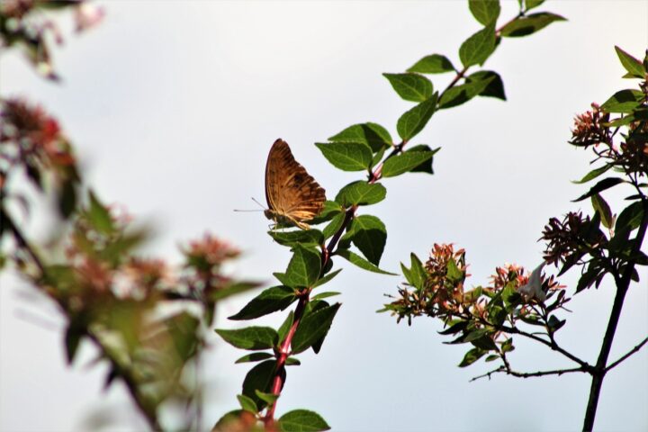schmetterlingsbilder kostenlos