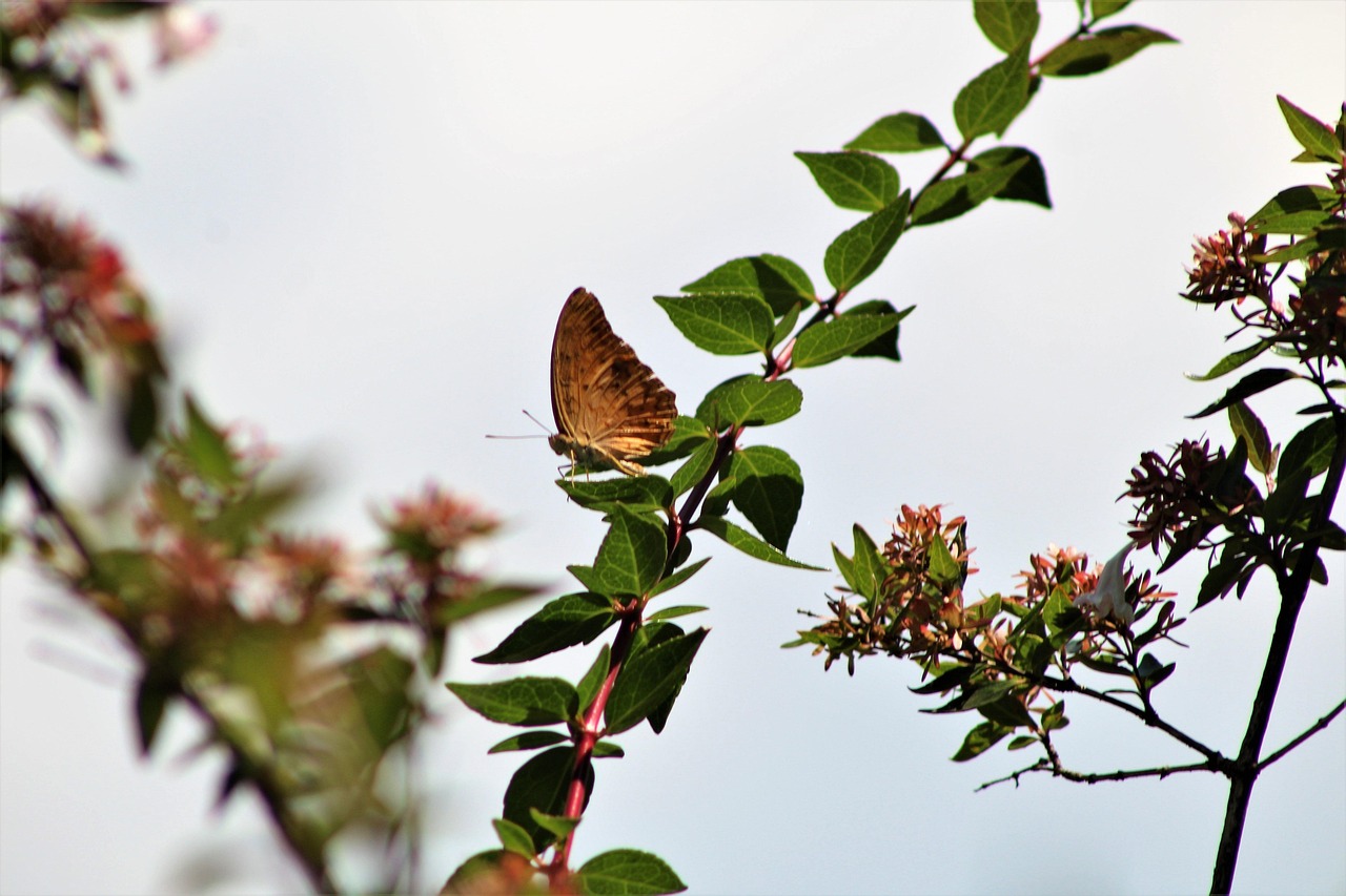  Schmetterling Natur - Kostenloses Foto auf Pixabay - Pixabay 