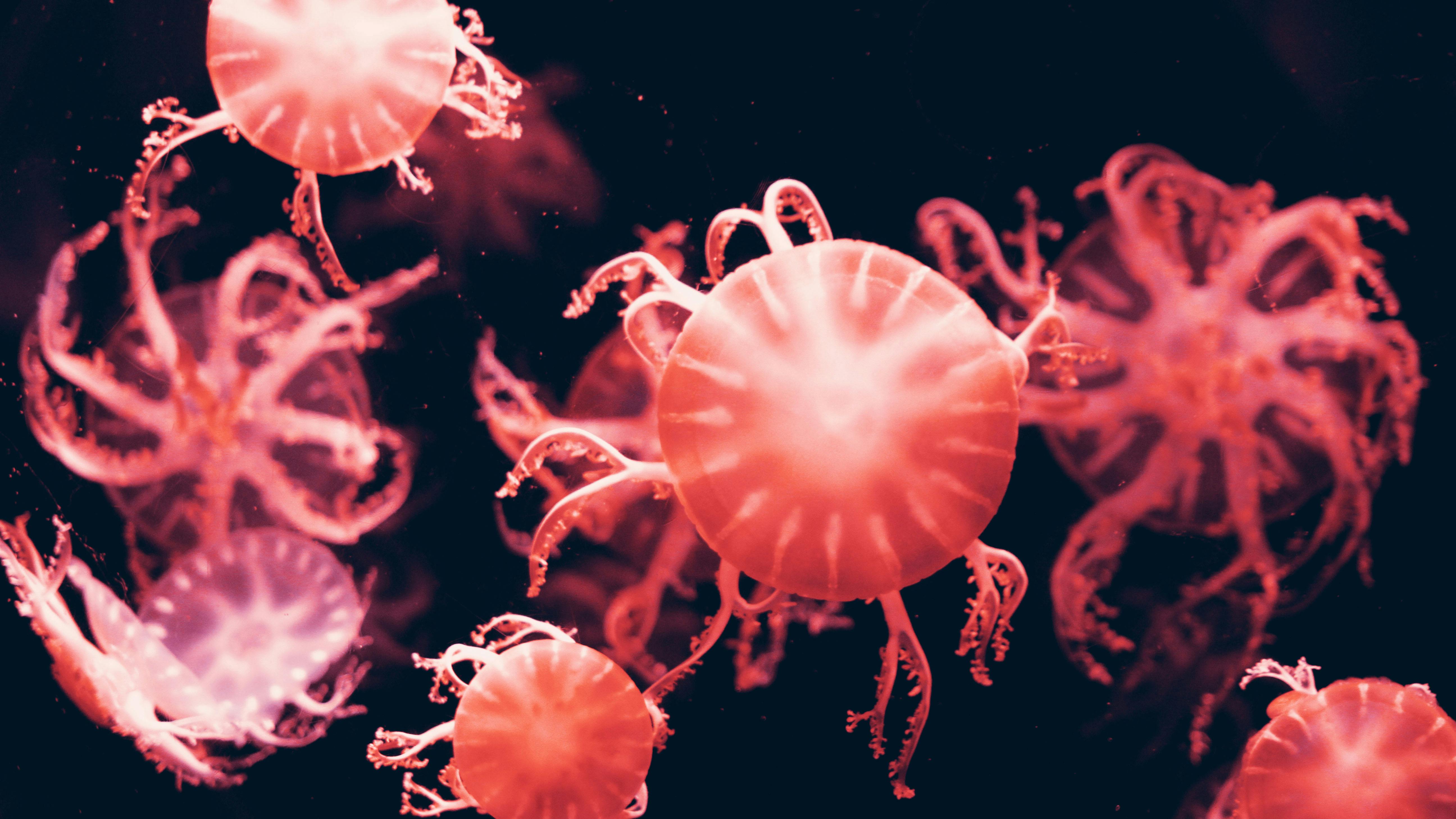  10.000+ beste Biologie foto's · 100% gratis downloaden · Pexels-stockfoto's Motiv 