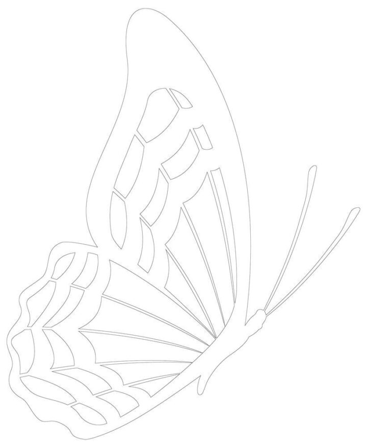 schmetterling zeichnung seitlich