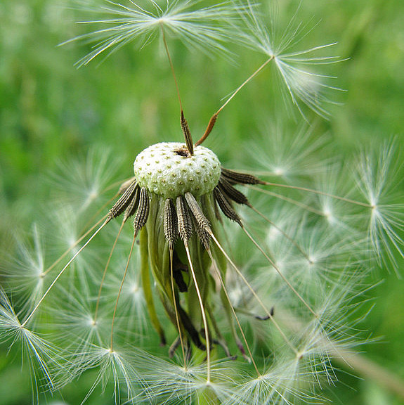 evangelischer kindergarten pusteblume